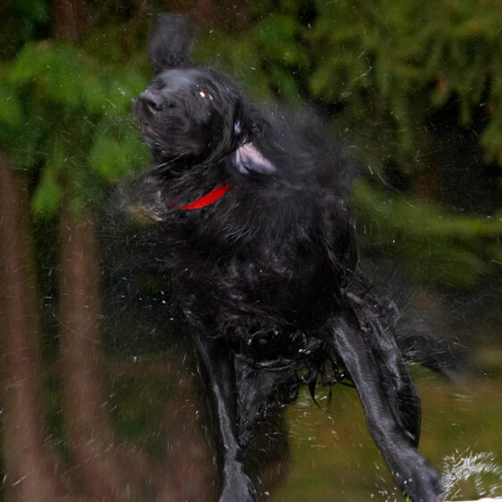 Dog, Dogs, Flat Coated Retriever, Loki, Retrievers
