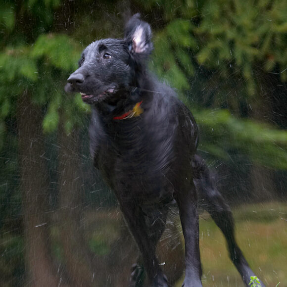 Dog, Dogs, Flat Coated Retriever, Loki, Retrievers