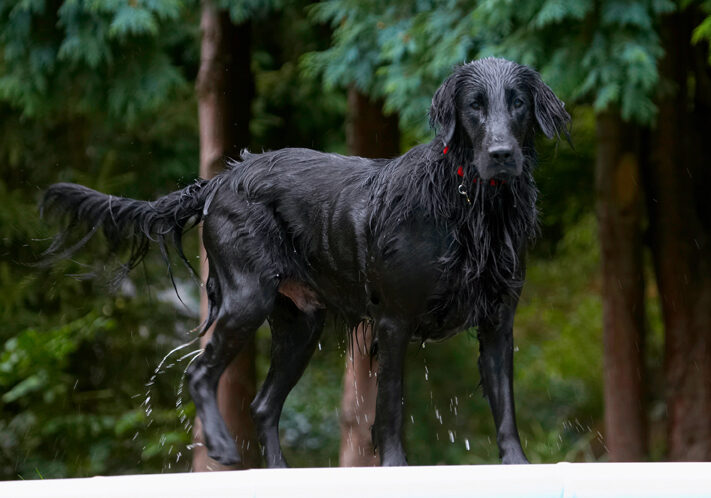 Dog, Dogs, Flat Coated Retriever, Loki, Retrievers