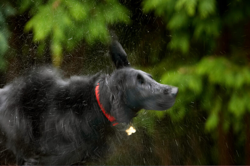 Dog, Dogs, Flat Coated Retriever, Loki, Retrievers