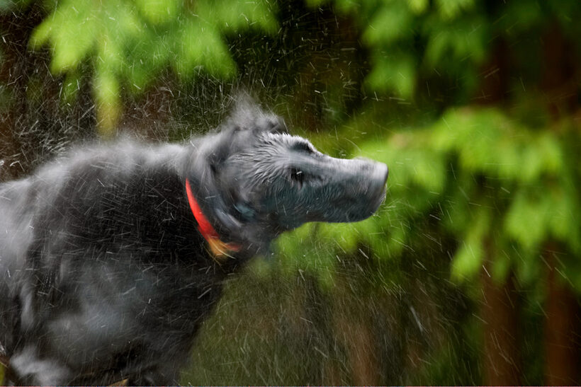 Dog, Dogs, Flat Coated Retriever, Loki, Retrievers