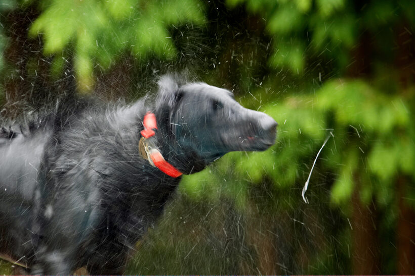 Dog, Dogs, Flat Coated Retriever, Loki, Retrievers