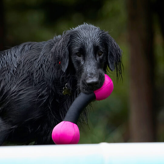 Dog, Dogs, Flat Coated Retriever, Loki, Retrievers