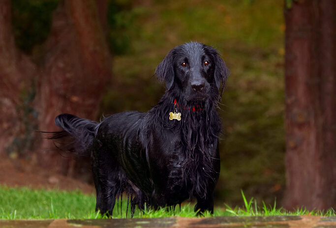 Dog, Dogs, Flat Coated Retriever, Loki, Retrievers