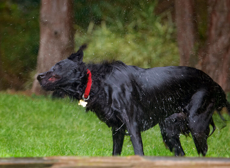 Dog, Dogs, Flat Coated Retriever, Loki, Retrievers
