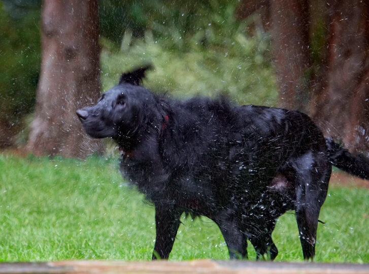 Dog, Dogs, Flat Coated Retriever, Loki, Retrievers