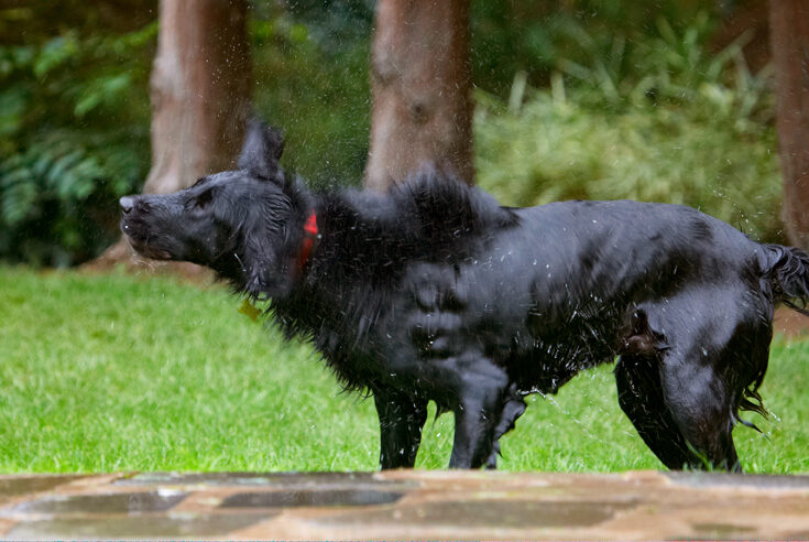 Dog, Dogs, Flat Coated Retriever, Loki, Retrievers
