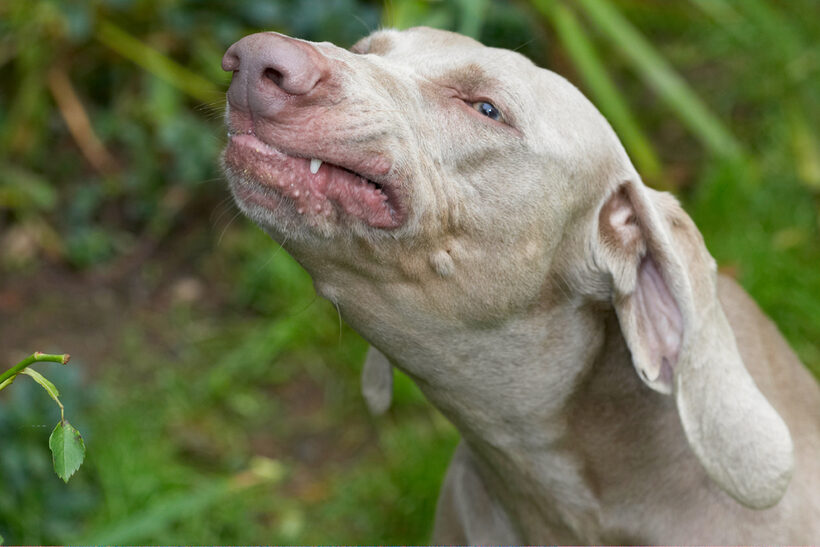 Dog, Dogs, Moon, Weimaraner