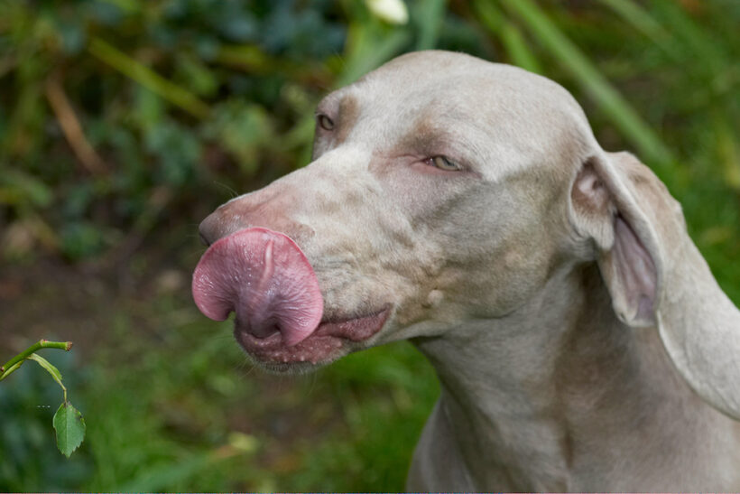 Dog, Dogs, Moon, Tongue, Weimaraner
