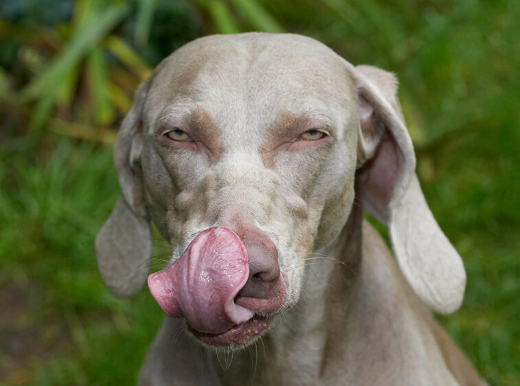 Dog, Dogs, Moon, Tongue, Weimaraner
