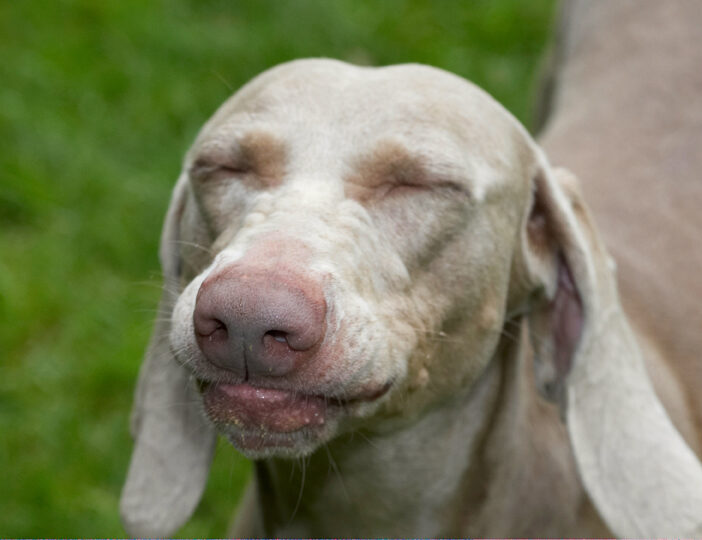 Dog, Dogs, Moon, Weimaraner