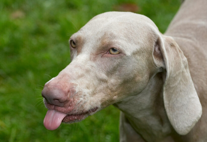 Dog, Dogs, Moon, Tongue, Weimaraner