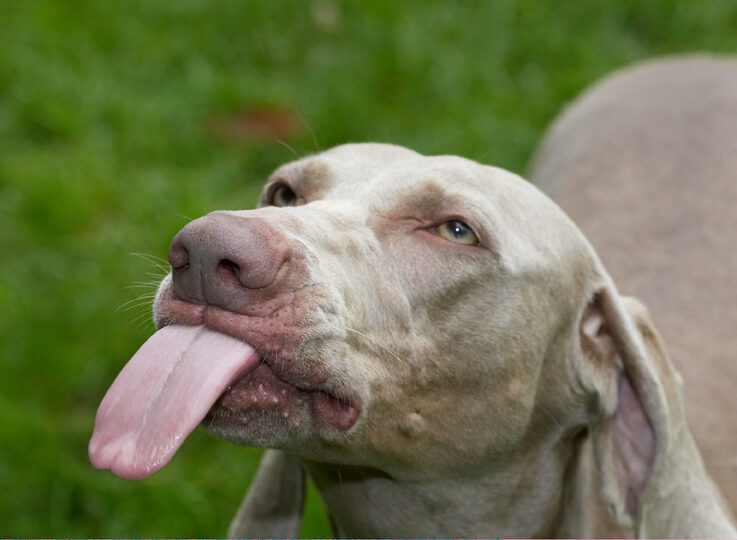 Dog, Dogs, Moon, Tongue, Weimaraner