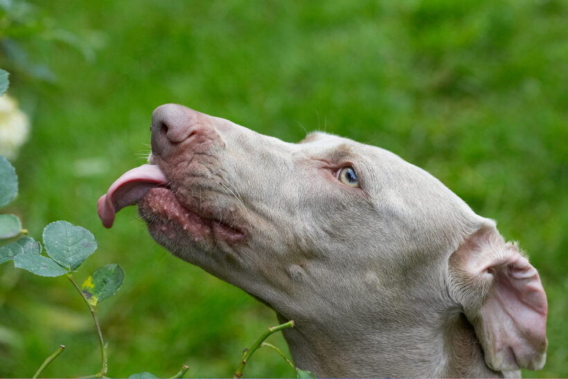 Dog, Dogs, Moon, Tongue, Weimaraner