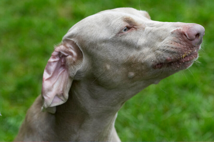 Dog, Dogs, Moon, Weimaraner