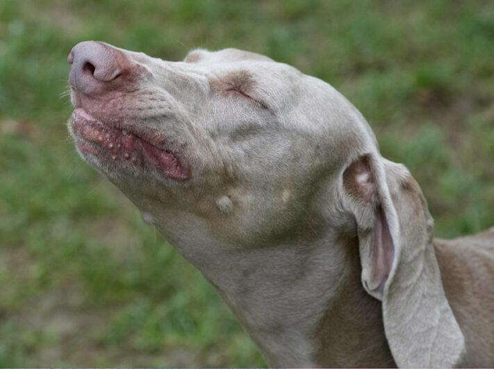 Dog, Dogs, Moon, Weimaraner
