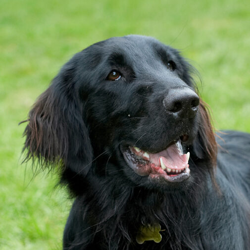 Dog, Dogs, Flat Coated Retriever, Loki, Retrievers, Tongue