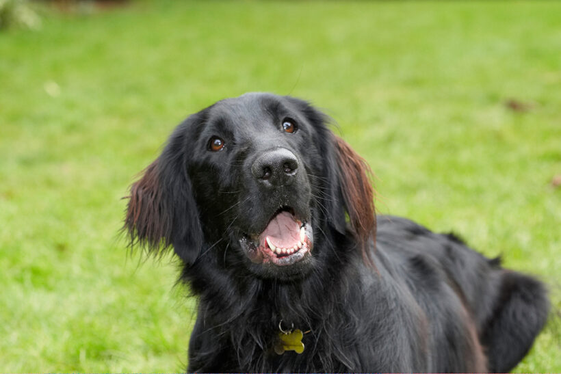 Dog, Dogs, Flat Coated Retriever, Loki, Retrievers, Tongue