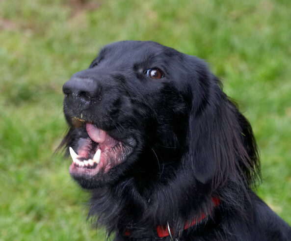 Dog, Dogs, Flat Coated Retriever, Loki, Retrievers, Tongue