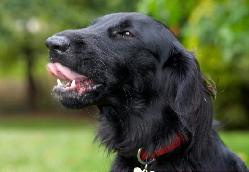 Dog, Dogs, Flat Coated Retriever, Loki, Retrievers, Tongue