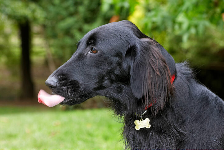 Dog, Dogs, Flat Coated Retriever, Loki, Retrievers, Tongue