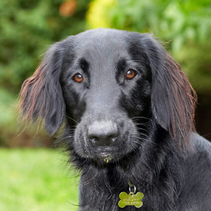 Dog, Dogs, Flat Coated Retriever, Loki, Retrievers