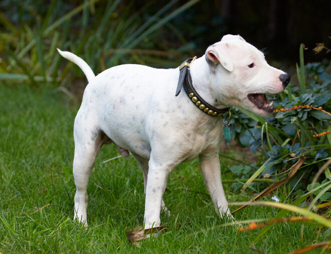 Dog, Dogs, Domino, Puppies, Puppy, Staffordshire Bull Terrier, Terriers