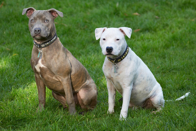 Dog, Dogs, Domino, Puppies, Puppy, Sky, Staffordshire Bull Terrier, Terriers
