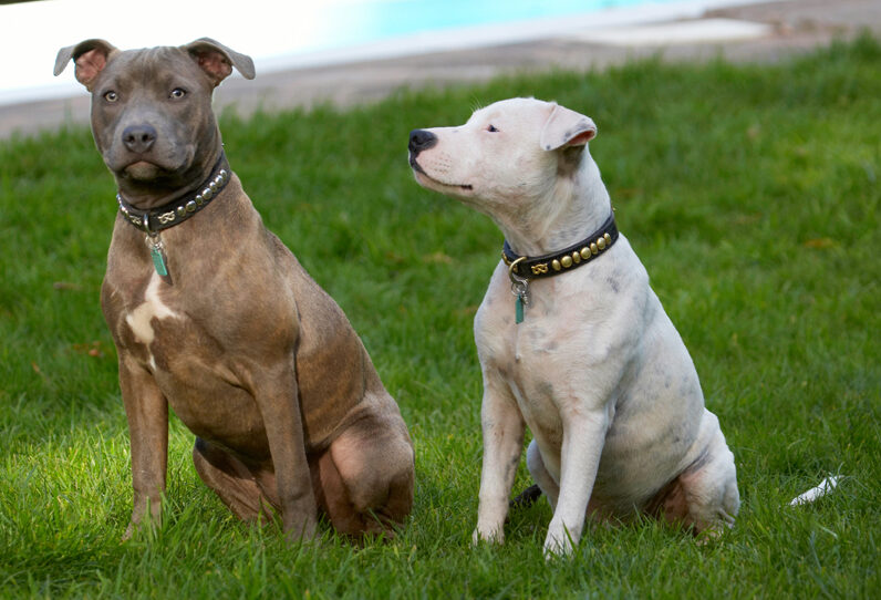 Dog, Dogs, Domino, Puppies, Puppy, Sky, Staffordshire Bull Terrier, Terriers