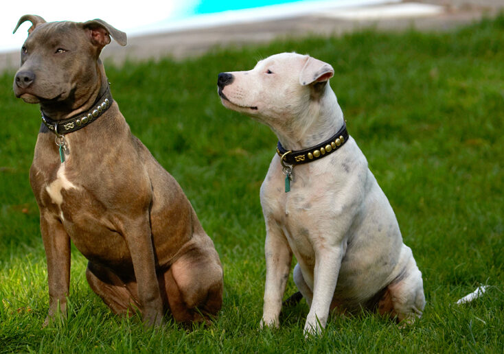 Dog, Dogs, Domino, Puppies, Puppy, Sky, Staffordshire Bull Terrier, Terriers