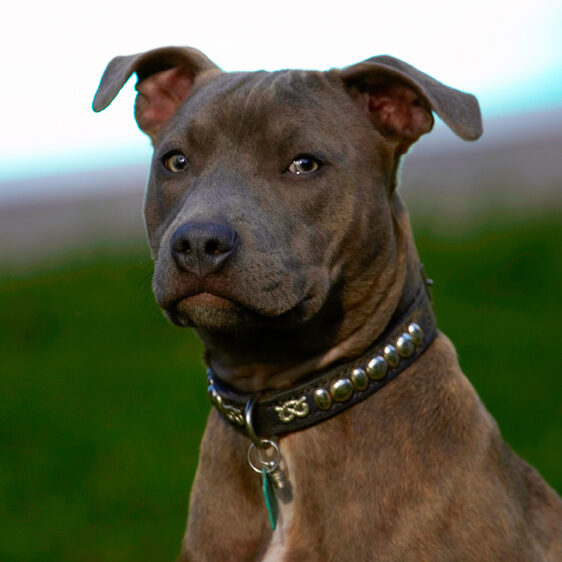 Dog, Dogs, Puppies, Puppy, Sky, Staffordshire Bull Terrier, Terriers