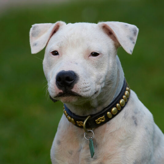 Dog, Dogs, Domino, Puppies, Puppy, Staffordshire Bull Terrier, Terriers