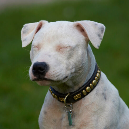 Dog, Dogs, Domino, Puppies, Puppy, Staffordshire Bull Terrier, Terriers