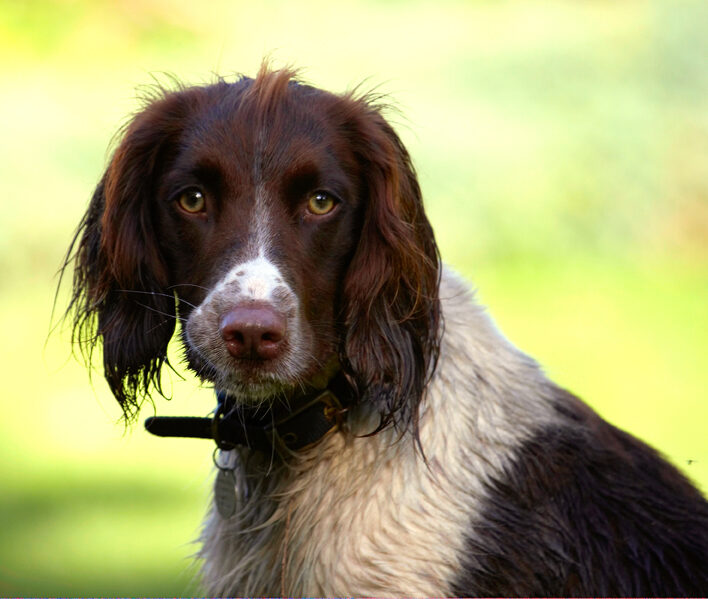 Cocker Spaniel, Dog, Dogs, Meg, Spaniels, Working