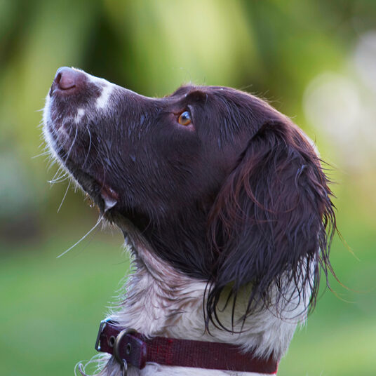 Cocker Spaniel, Dog, Dogs, Meg, Spaniels, Working