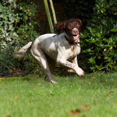 Cocker Spaniel, Dog, Dogs, Meg, Spaniels, Working