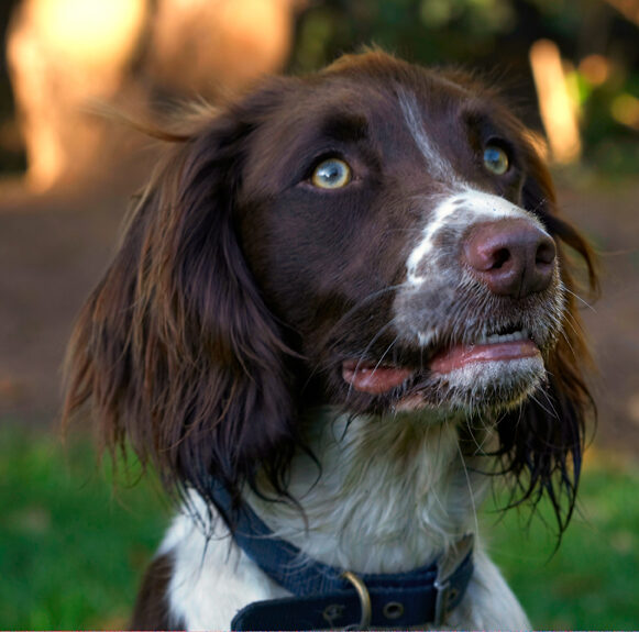Alfie, Dog, Dogs, Molly, Spaniels, Springer Spaniel
