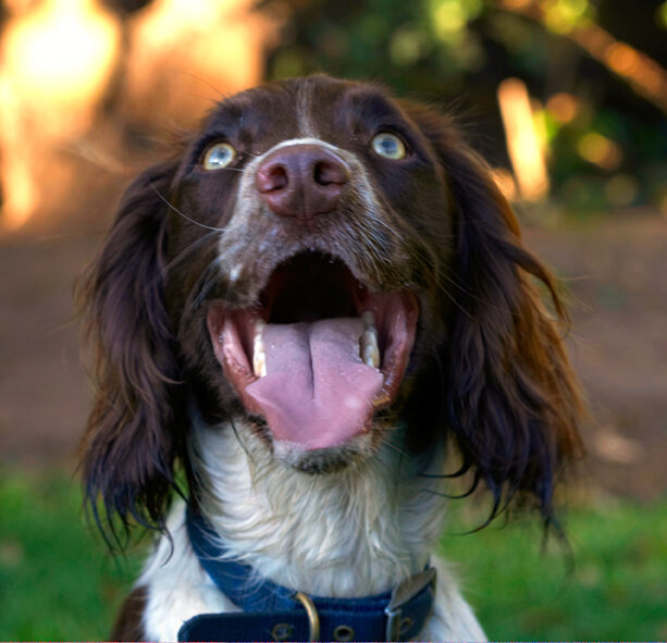 Alfie, Dog, Dogs, Molly, Spaniels, Springer Spaniel, Tongue