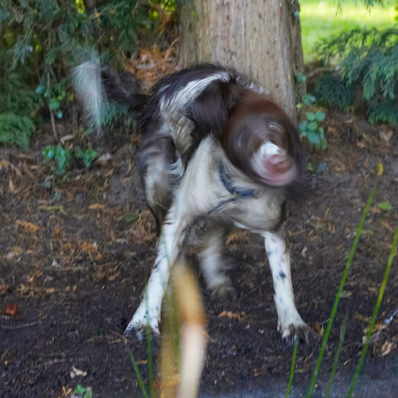 Alfie, Dog, Dogs, Molly, Spaniels, Springer Spaniel