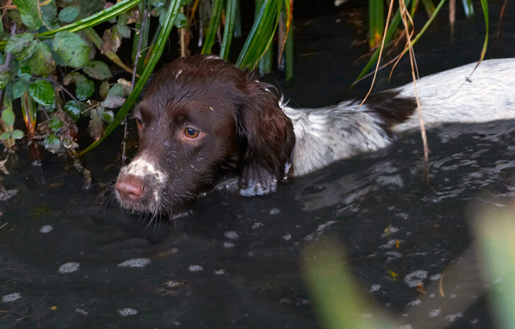 Alfie, Dog, Dogs, Molly, Spaniels, Springer Spaniel