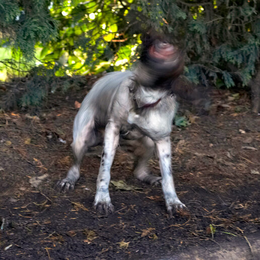 Alfie, Dog, Dogs, Molly, Spaniels, Springer Spaniel