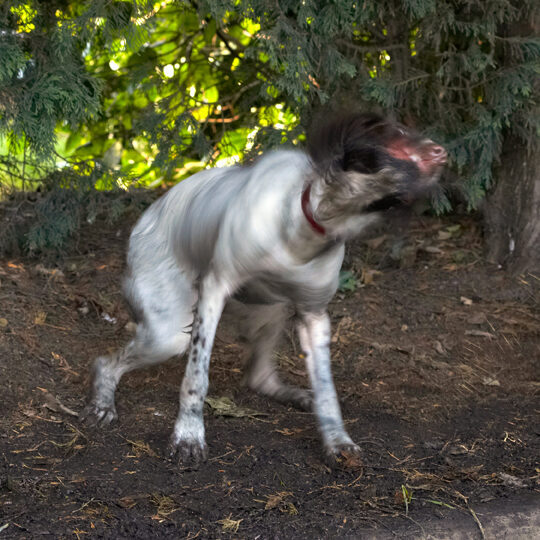 Alfie, Dog, Dogs, Molly, Spaniels, Springer Spaniel