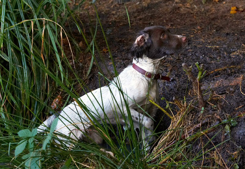 Alfie, Dog, Dogs, Molly, Spaniels, Springer Spaniel