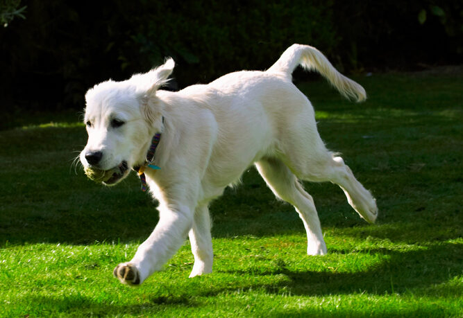 Dog, Dogs, Golden Retriever, Lily