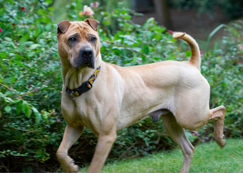 Dog, Dogs, Shar-pei, Stick
