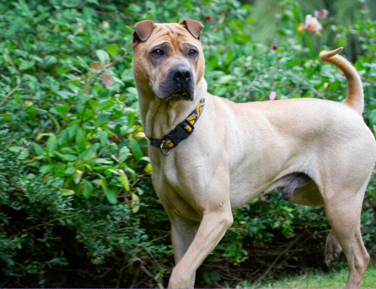 Dog, Dogs, Shar-pei, Stick