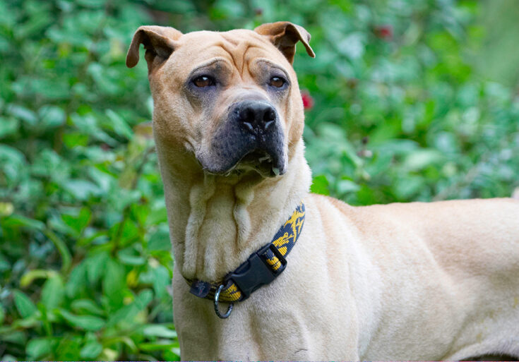Dog, Dogs, Shar-pei, Stick