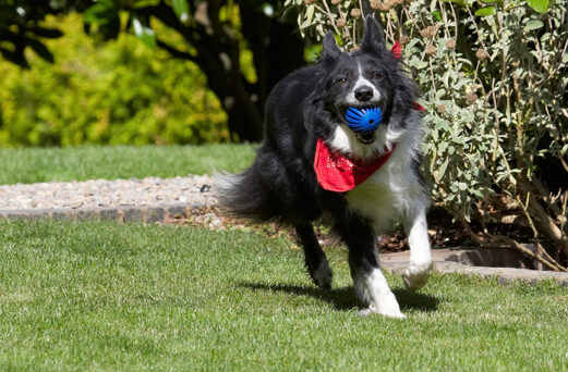 Ball, Border Collie, Collies, Dog, Dogs, Harvey, Neckerchief, Scarf