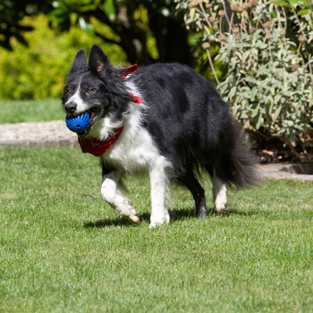 Border Collie, Collies, Dog, Dogs, Harvey, Neckerchief, Scarf