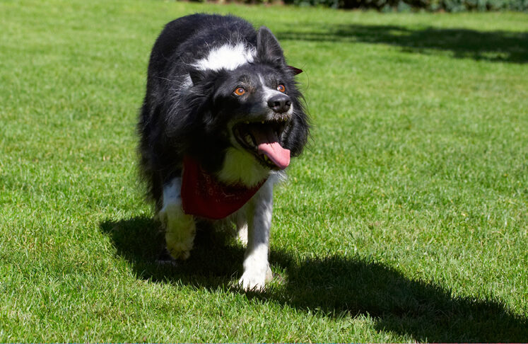 Border Collie, Collies, Dog, Dogs, Harvey, Neckerchief, Scarf, Tongue
